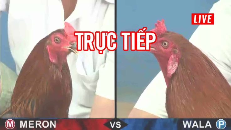 da-ga-truc-tiep-67