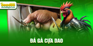 da-ga-truc-tiep-cua-dao