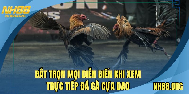 da-ga-truc-tiep-cua-dao
